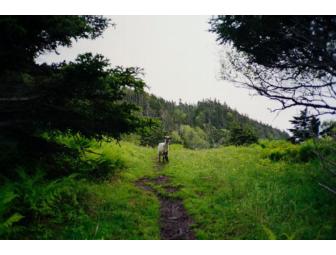 Ed Panar, 4 photos from 'Animals That Saw Me,' 2012 with 2 artist books