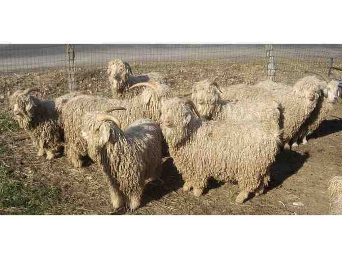 Handwoven White Meditation Shawl by Sally Larrick