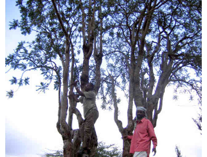 Certified Organic Boswellia Carteri Hydrasol and Resin Incense