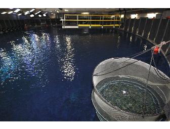 Open Sea Feeding Experience