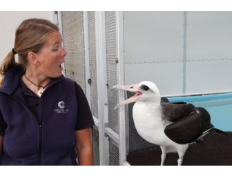 Feathered Friends Experience 1 - Makana and the Penguins