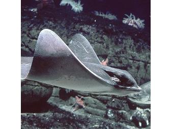 An Insider's Shark Experience