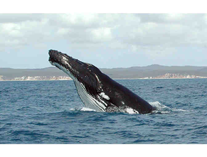 Monterey Bay Whale Watching Adventure