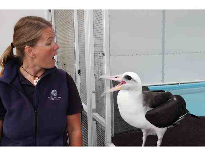 Feathered Friends Experience 2 - Makana and the Seabirds