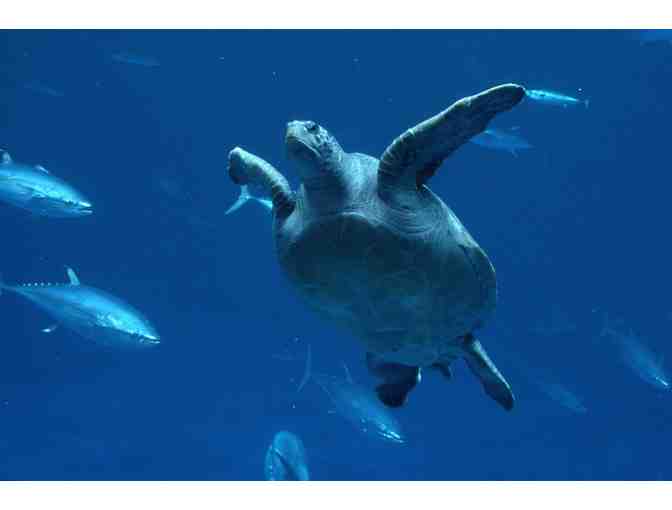 Sea Turtle Time