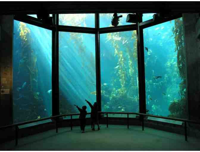 Kelp Forest Exhibit Dive