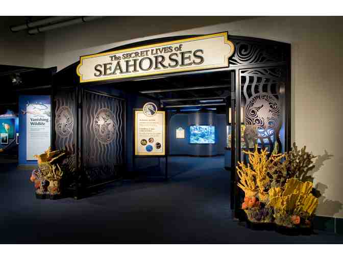 Monterey Bay Aquarium The Secret Lives of Seahorses Exhibit Decoration