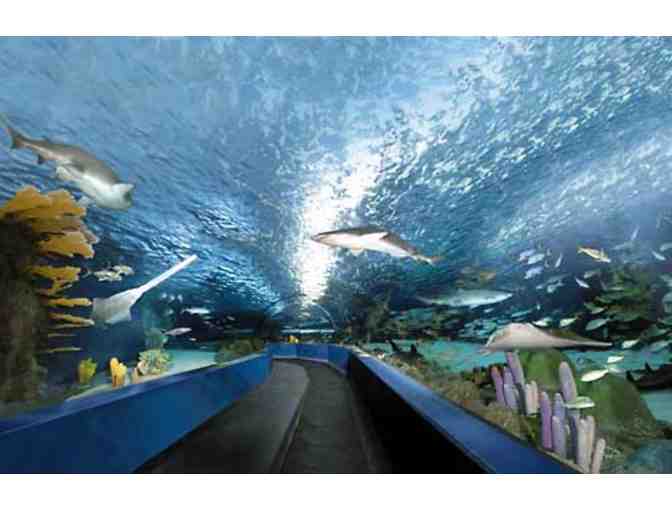 4 Tickets to Ripley's Aquarium and All Ripley's Attractions