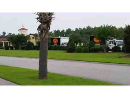 1 10' to 12' Sabal Palm Tree from Aggi's Landscape Co.