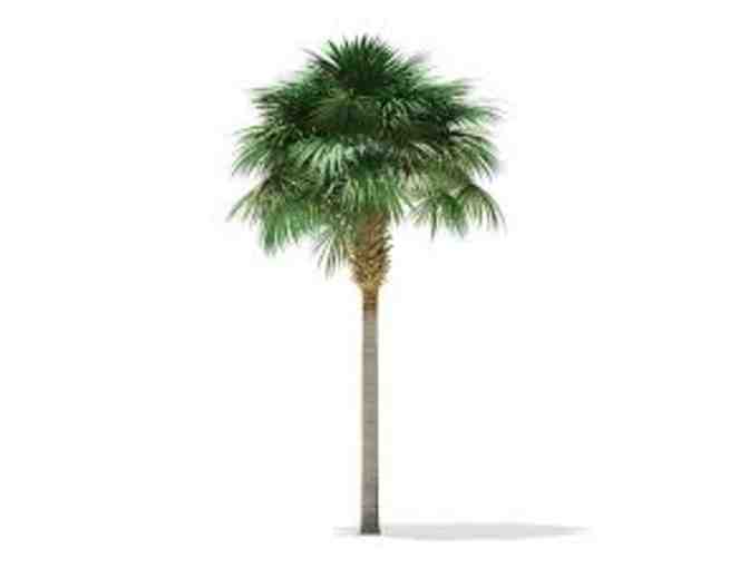 1 10' to 12' Sabal Palm Tree from Aggi's Landscape Co.