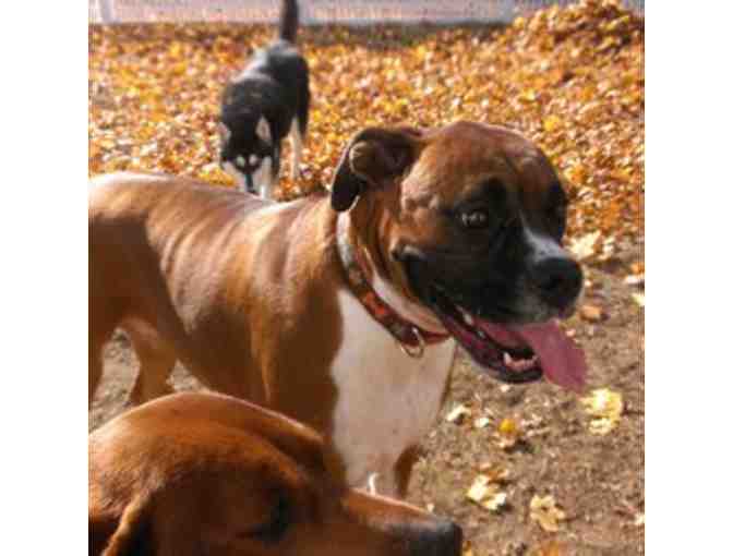 Gift Certificate for Petsaver Training