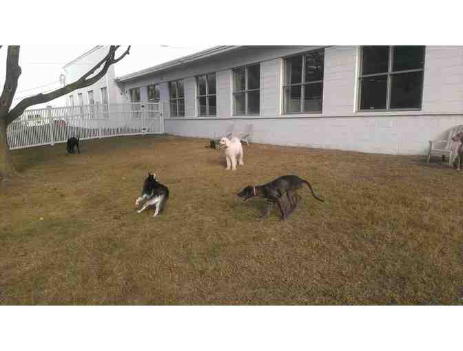 Gift Certificate for Petsaver Training