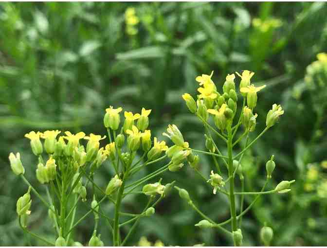 Cooking, Health and Beauty Party featuring Ulli's Oils