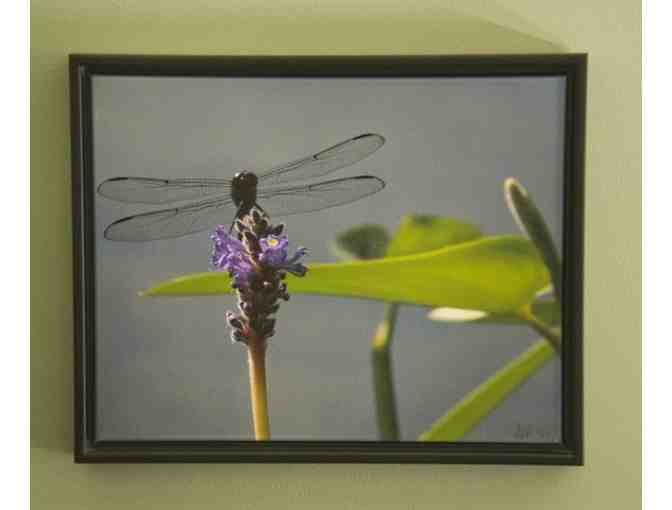 'Dragon Fly on Pickerel Weed' by Doug De La Matter