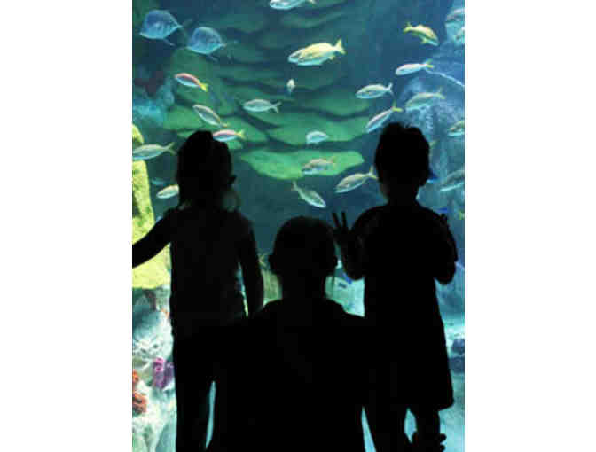 New England Aquarium - Four Passes