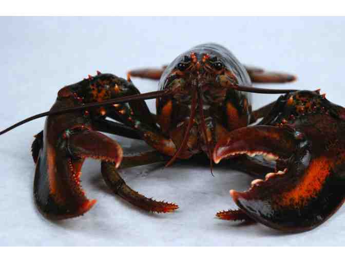 1 Dozen Fresh Local Lobsters! - Photo 1