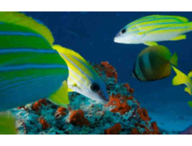 New England Aquarium - Two Passes