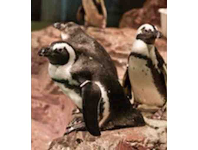 New England Aquarium - Two Passes