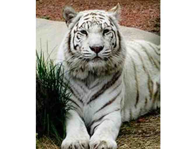 York's Wild Kingdom - 4 VIP Zoo Package Passes