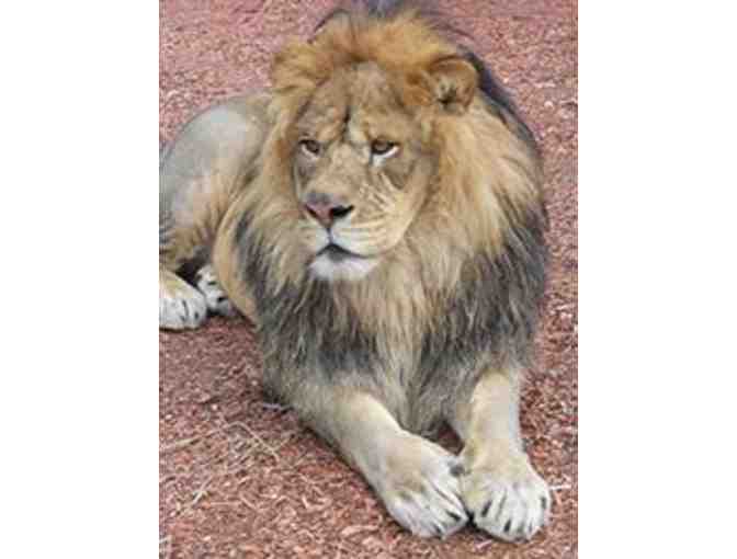 York's Wild Kingdom - 4 VIP Zoo Package Passes