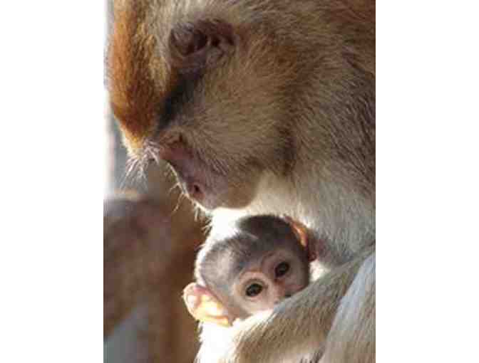 York's Wild Kingdom - 4 VIP Zoo Package Passes