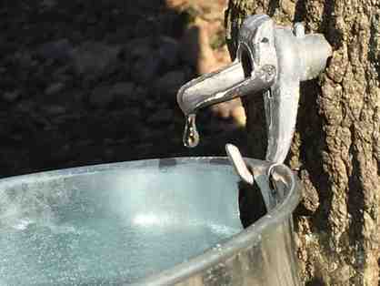 Homefront Farmers: Maple Sugaring