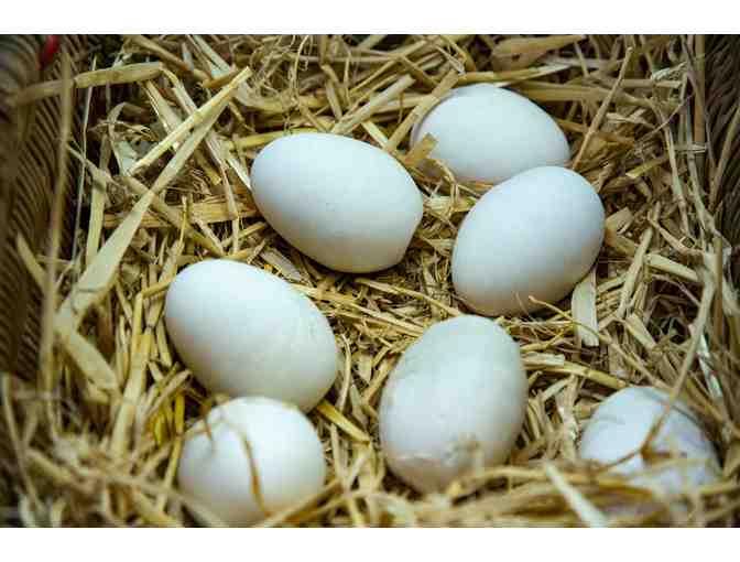 10 weeks of farm fresh eggs from Stone Bridge School's Full Circle Vineyard & Farm - Photo 1
