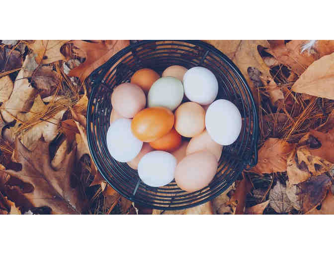10 weeks of farm fresh eggs from Stone Bridge School's Full Circle Vineyard & Farm - Photo 1