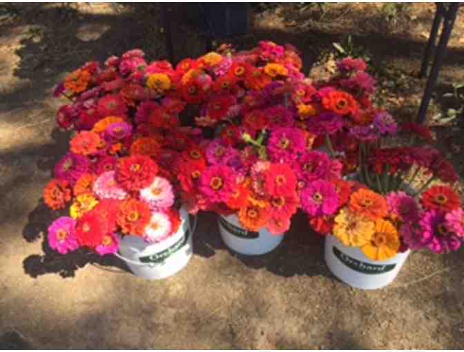 500 Zinnias for Your Summer 2018 Event