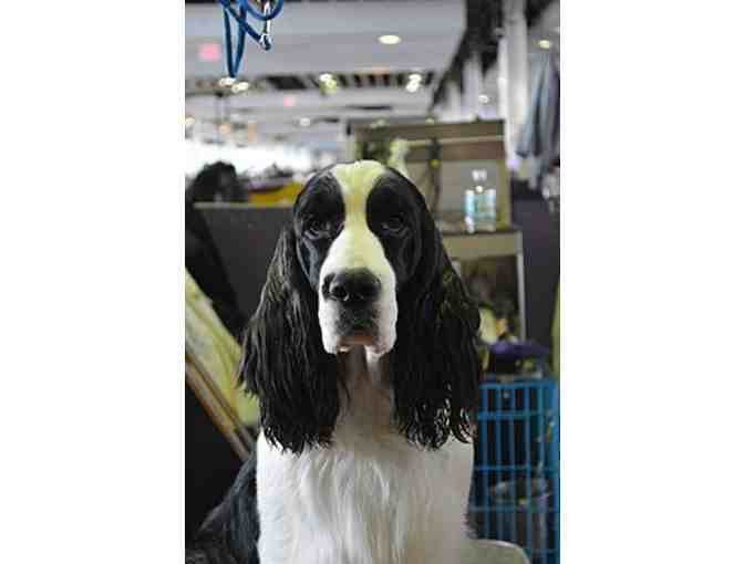 2 Dog Grooming Services - Lot #3