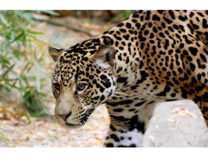Sacramento Zoo - Family Pass for up to Four (4) People