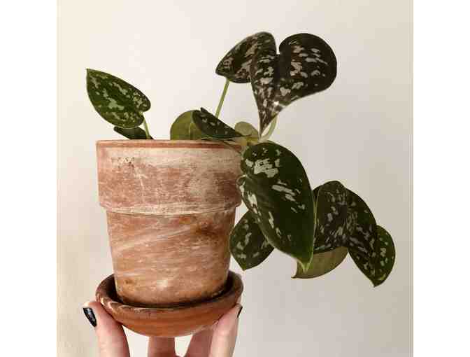 Houseplant-of-the-Month Club: 6-Month Subscription