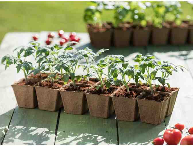 Garden-In-A-Box: 12 Seedlings from the SBS Farm for Your Summer Garden!
