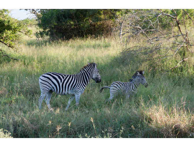 6 night South African Safari Package for 2 from Zulu Nyala