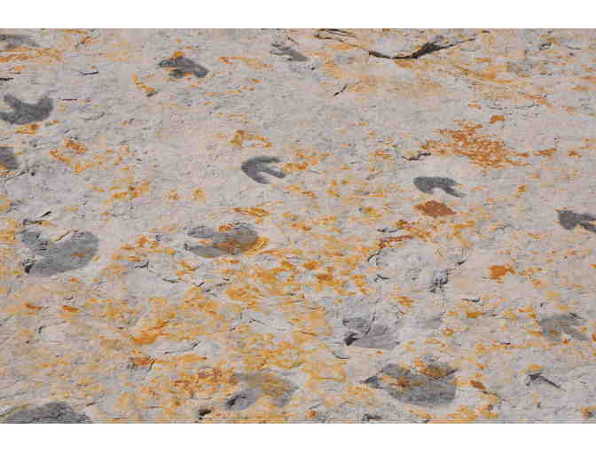 Dinosaur Lover's Package: Dinosaur Ridge & Morrison Natural History Museum