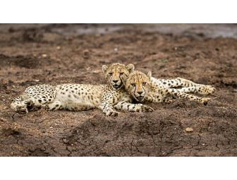 South African Photo Safari for Two at Zulu Nyala Game Lodge