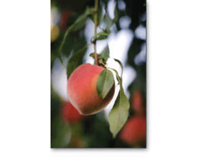 Private Farm Tour & Peach Picking Afternoon at Dry Creek Peach & Produce