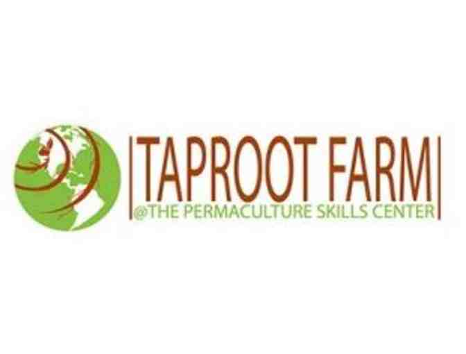 One Month CSA Subscription from Taproot Farm, Sebastopol