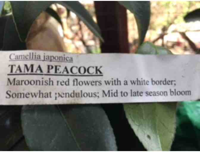 5 Gallon 'Tama Peacock' Camellia Plant