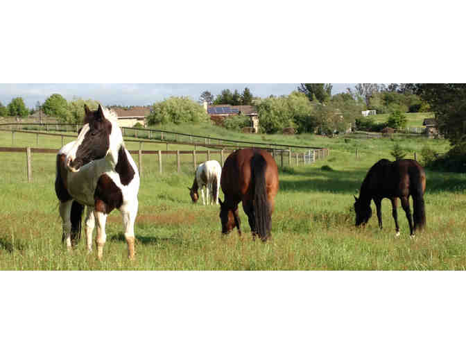 Two 1 Hour Horseback Riding Lessons at Crossroads Ranch