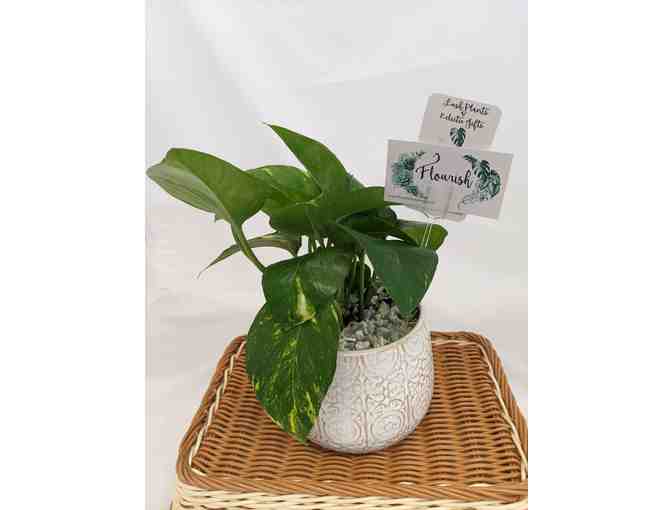Potted Golden Pathos Plant from Flourish