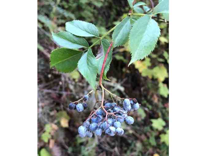 Native Blue Elderberry Plants (4)
