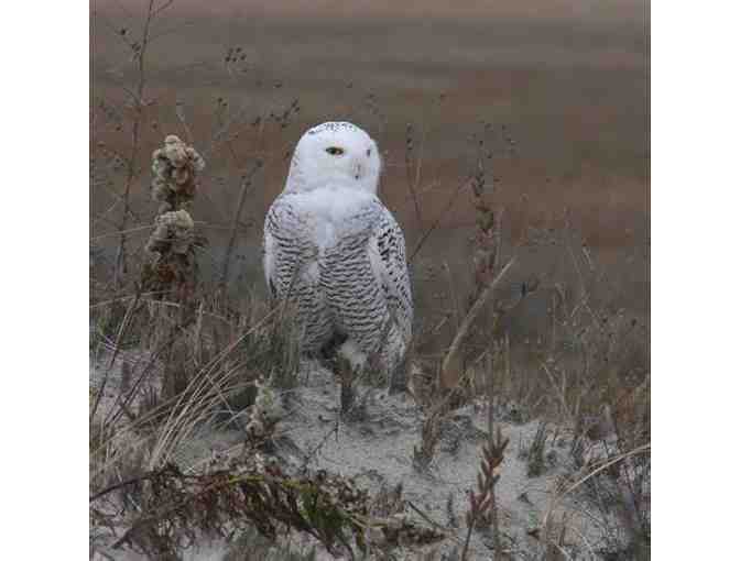 For the Birds: Bird Watching with Marsha Salett and Gift Package from Snowy Owl Coffee - Photo 1