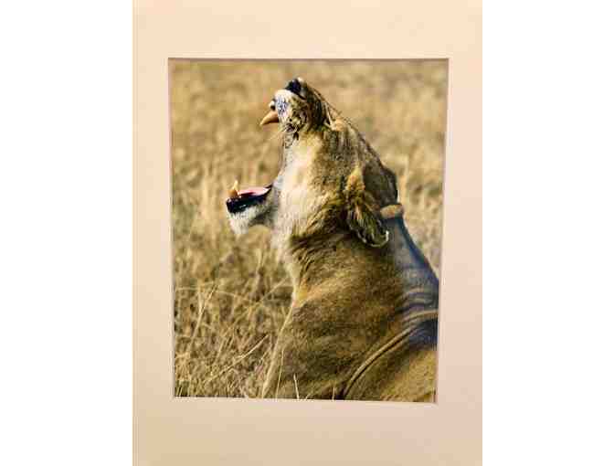"African Big Cat" matted art photograph - Photo 1