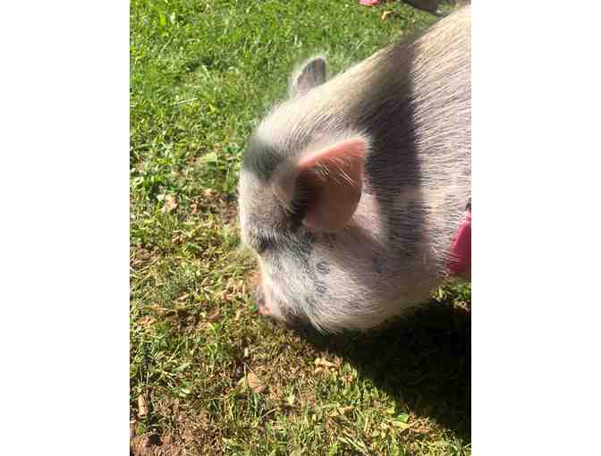 Jessica's Gentle Jungle ~ a traveling petting zoo that will come to you!