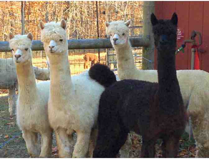 Alpaca Adventure -- Up Close and Personal!
