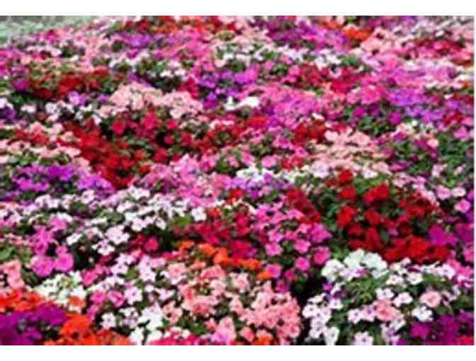 $25 Gift Certificate to Ray Wiegand's Nursery