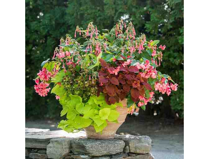 Beautifully Designed Flower Pot for Your Porch or Patio