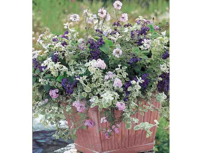 Beautifully Designed Flower Pot for Your Porch or Patio