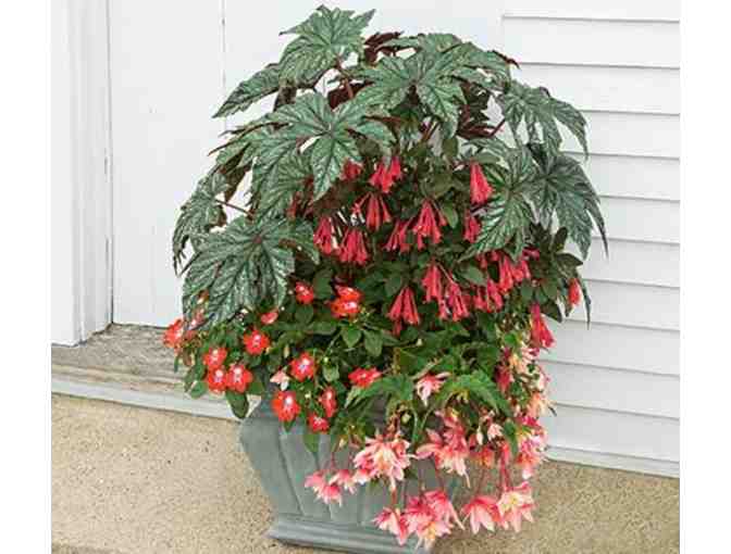 Beautifully Designed Flower Pot for Your Porch or Patio